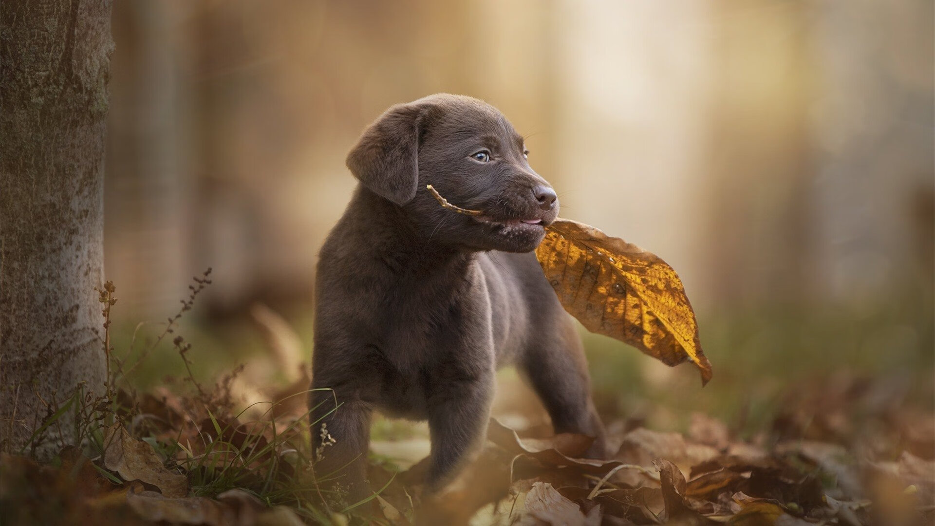 特奥引爆攻防核变局!多特蒙德三招掀翻北欧堡垒