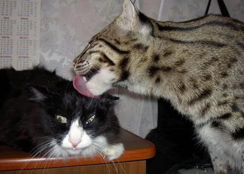 北欧战吼遇见东方蓝,卡瓦哈尔的里程碑之夜,足球如何连接世界两极