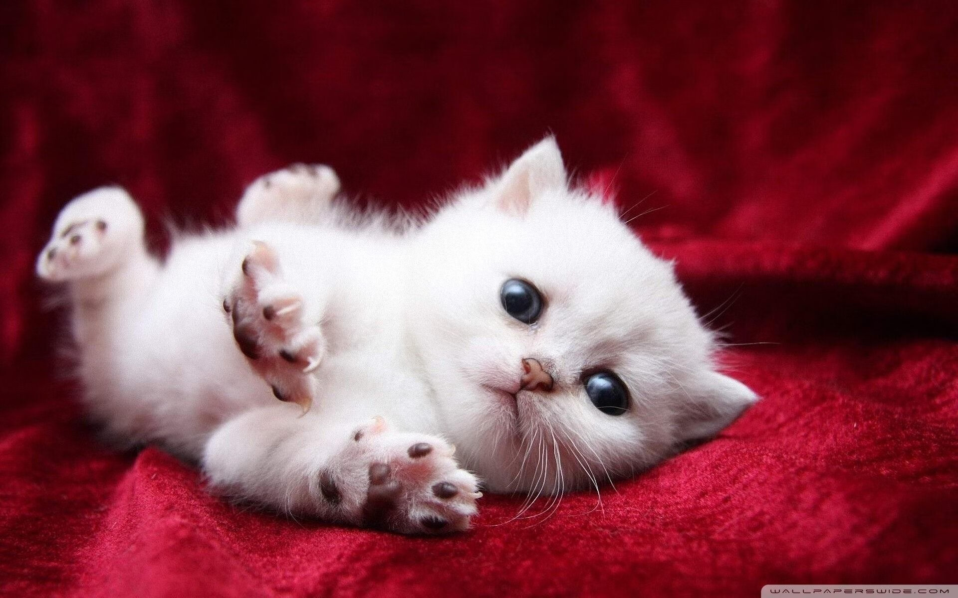 托尼闪耀全场,爱尔兰提前击败冰岛