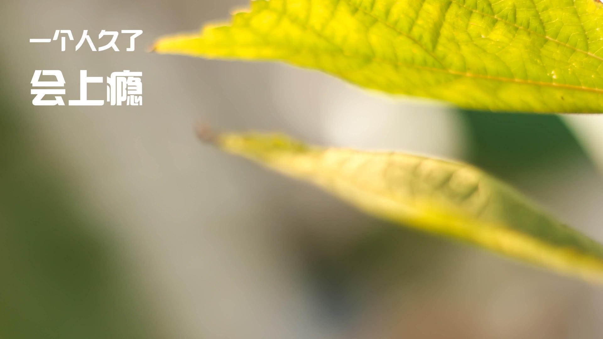 开云体育入口-脚下的足球与国土的沙场，当胜负手成为共通的语言